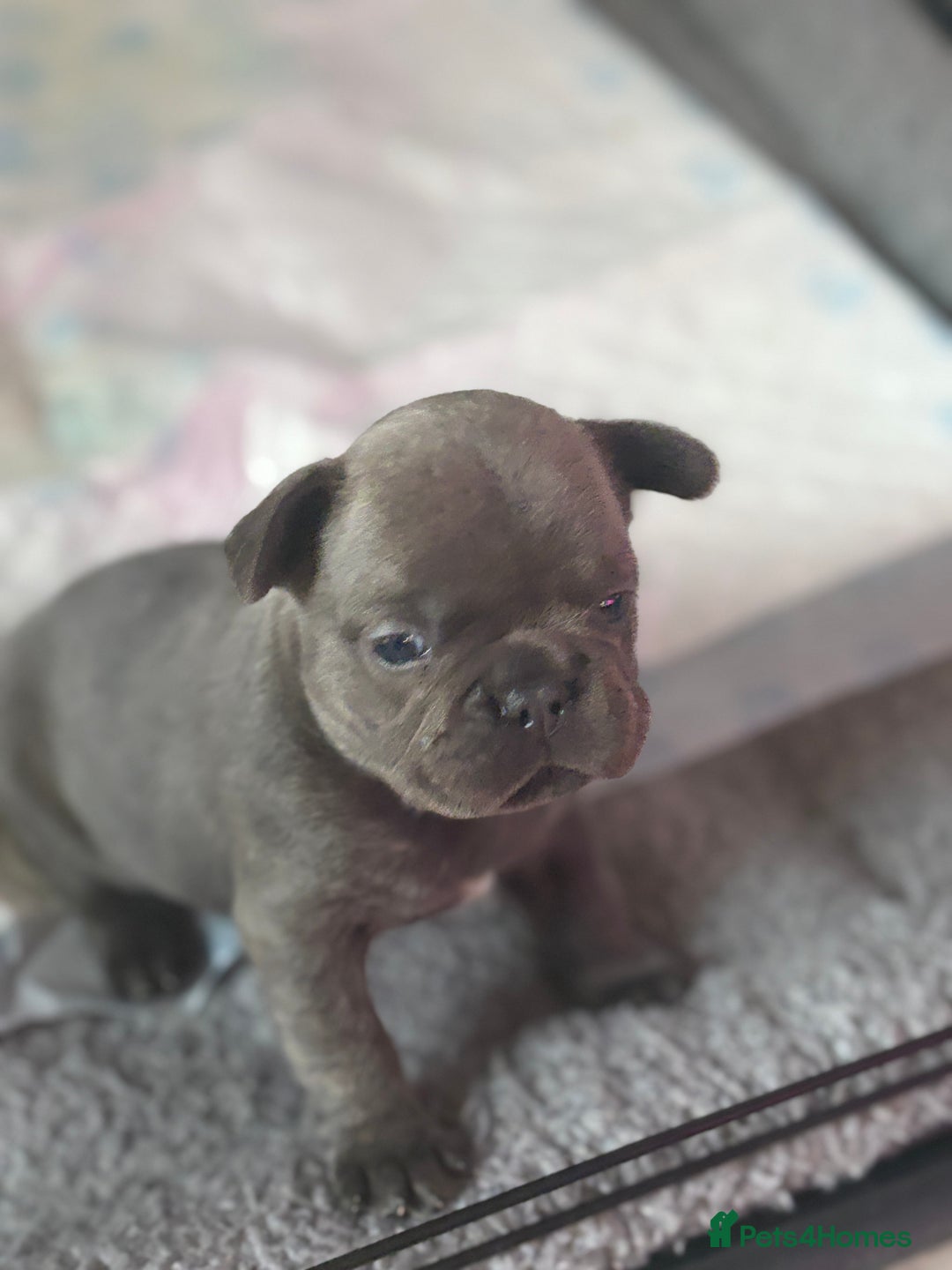 French Bulldog dogs for sale: Ready today! Beautiful french bulldog puppies - Advert 2
