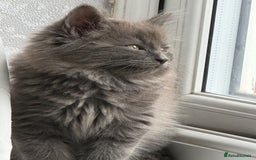 Mixed Breed cats for sale: Fluffy Turkish Angora mixed breed kittens  - Image 1