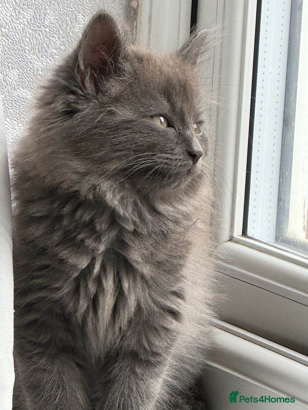 Mixed Breed cats for sale: Fluffy Turkish Angora mixed breed kittens  - Image 1