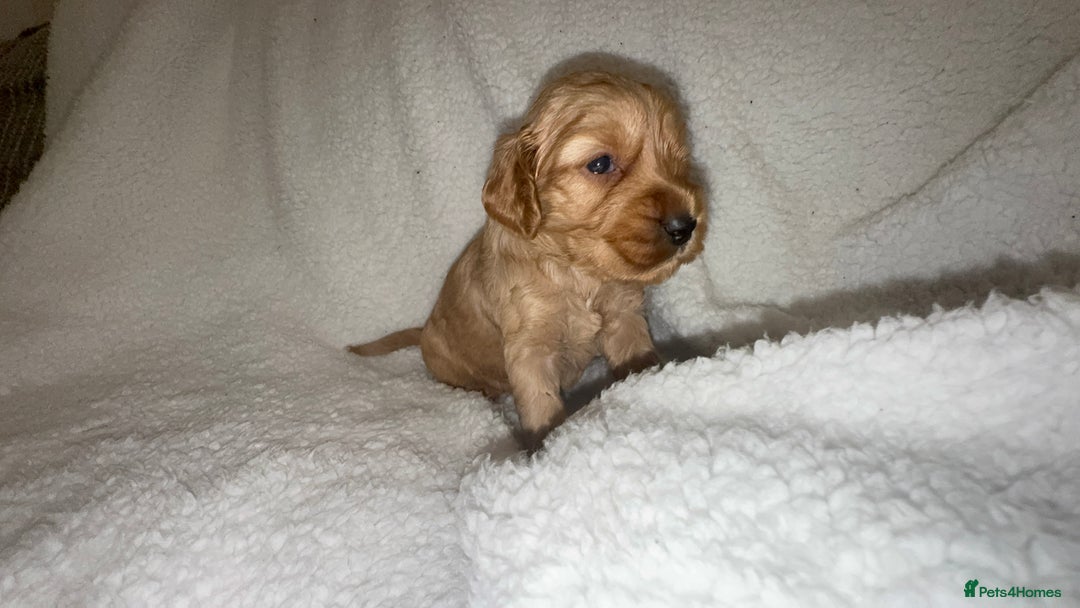 Cocker Spaniel dogs for sale: Show cocker spaniel pups ready 4th November  - Image 8