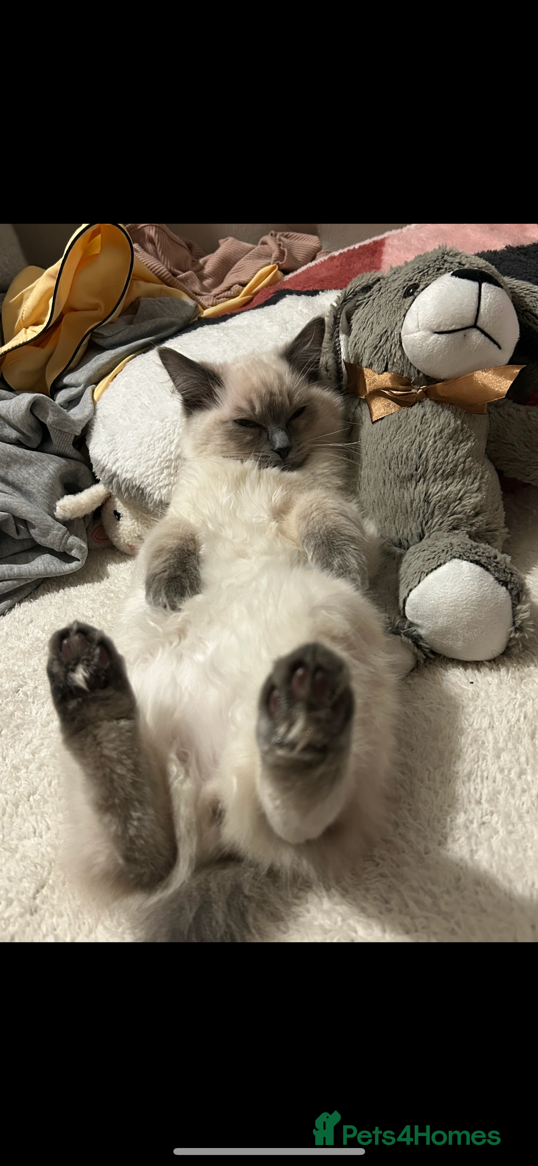 Ragdoll cats for sale: Ragdoll kittens - male - Advert 16