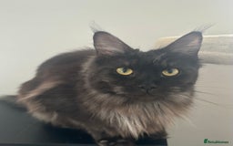 Maine Coon cats for sale: TICA Registered Black Smoke Maine Coon Female - Image 3