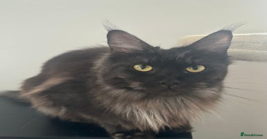 Maine Coon cats - Advert 15