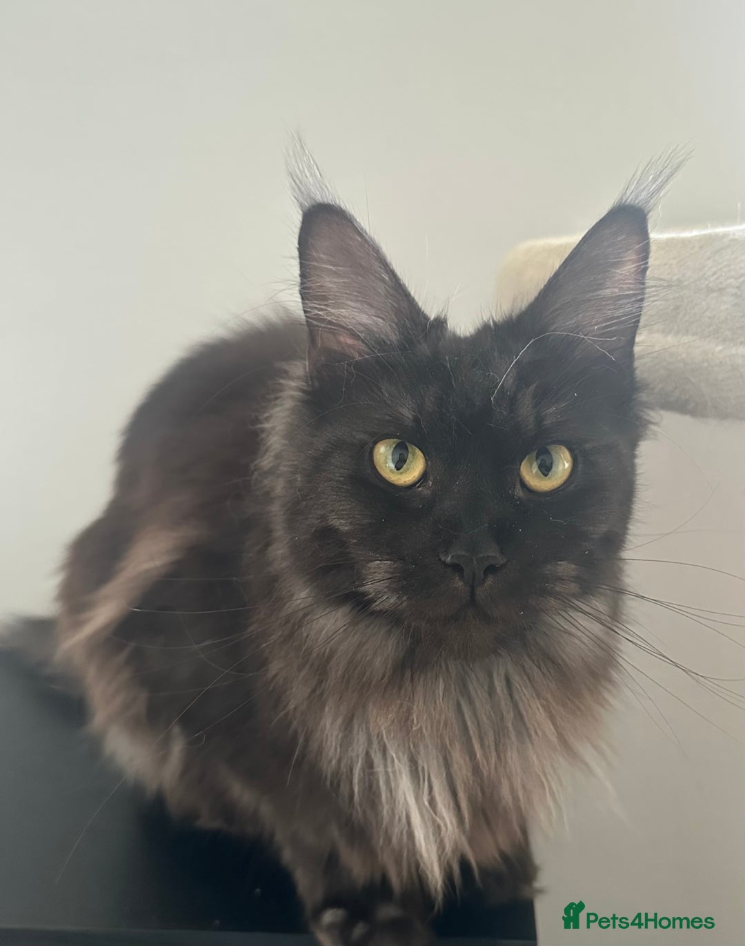 Maine Coon cats for sale: TICA Registered Black Smoke Maine Coon Female - Image 3