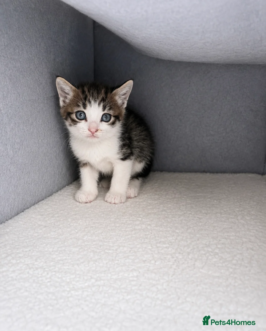 Mixed Breed cats for sale: 3 beautiful kittens  - Advert 2