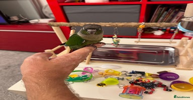 Conures birds - Advert 2