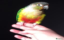 Conures birds for sale: Beautiful Green Cheek Conure needs a new home - Image 2