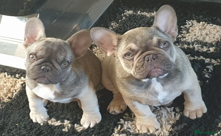 French Bulldog dogs - Advert 8