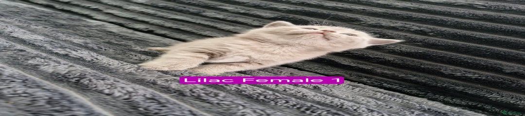 Lilac Female 1