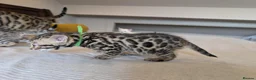 Bengal cats for sale: 🤍🤎🖤 GORGEOUS BENGAL KITTENS 🖤🤎🤍 - Advert 21