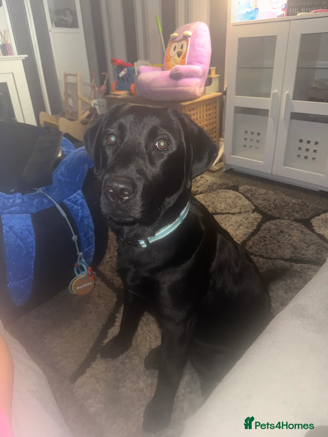 Labrador Retriever dogs for sale: Labrador boy  - Advert 1