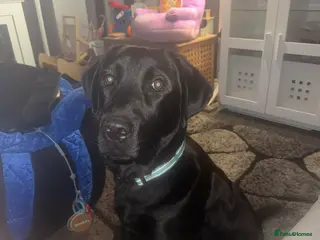 Labrador Retriever dogs Labrador boy - Advert 6