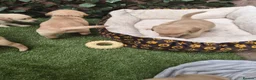 Goldador dogs for sale: Gorgeous F1 Goldador puppies from excellent lines in Kidderminster - Advert 7