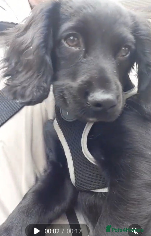 Cocker Spaniel dogs Cocker spaniel puppy  - Advert 1