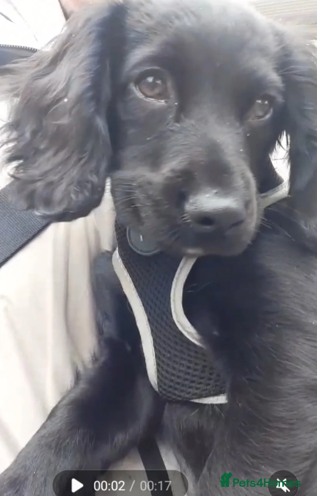 Cocker Spaniel dogs for sale: Cocker spaniel puppy  in Wolverhampton - Advert 1