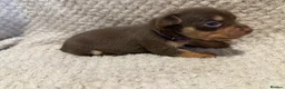 Jack Russell dogs for sale: Stunning Litter of Chocolate Jack Russell Puppies. - Advert 9