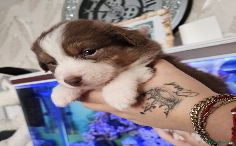 Australian Shepherd dogs - Advert 2