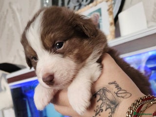 Australian Shepherd dogs - Advert 3