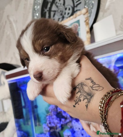 Australian Shepherd dogs - Advert 1