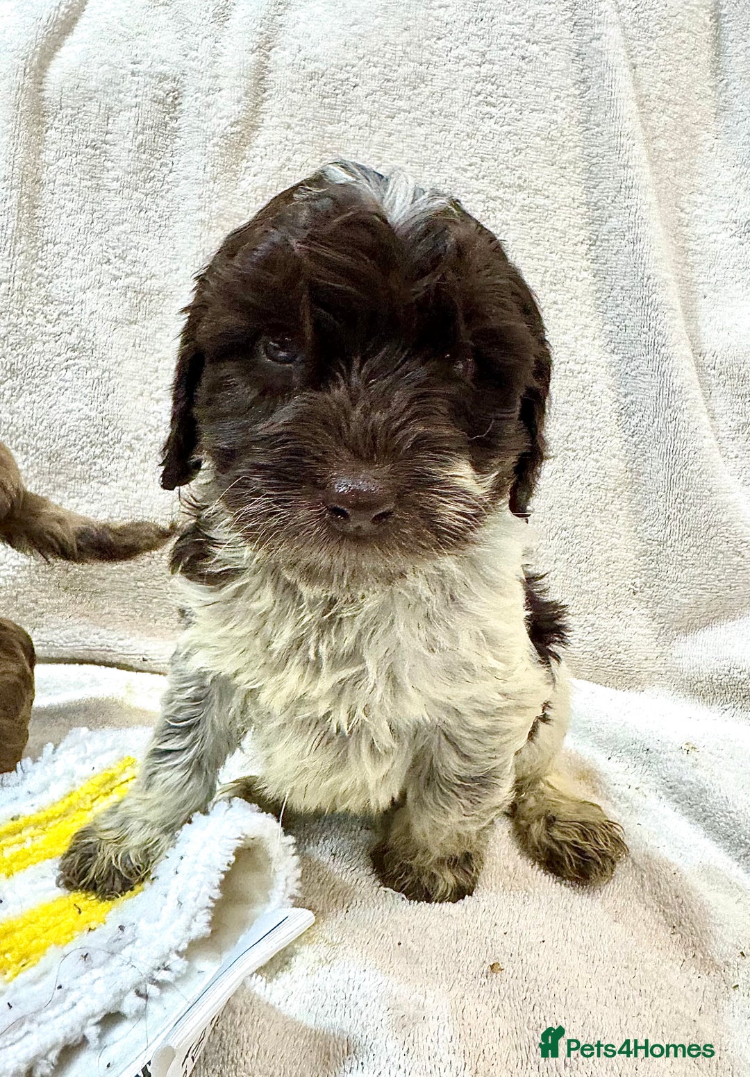 Cockapoo dogs for sale: F1 Standard Rare Parti, Solid and Merle Cockapoos - Advert 7