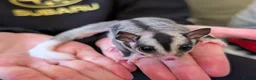 Sugar Glider rodents for sale: Two Sugar Glider babies with lineage - Advert 3