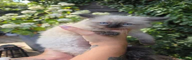 Ragdoll 4