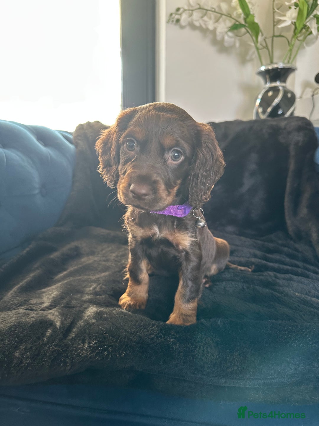 Cocker Spaniel dogs for sale: BEAUTIFUL LITTER OF TRICOLOURED COCKER SPANIELS  - Image 13
