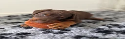 Dobermann dogs for sale: 9 Doberman Puppies- Ready to leave 6th June - Advert 10