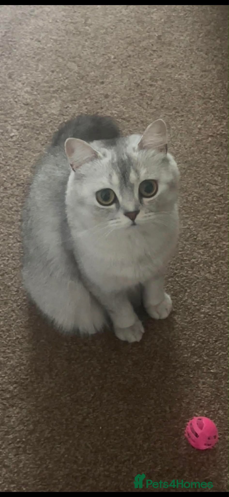 British Shorthair cats Beautiful bsh kittens looking for forever homes  - Advert 1