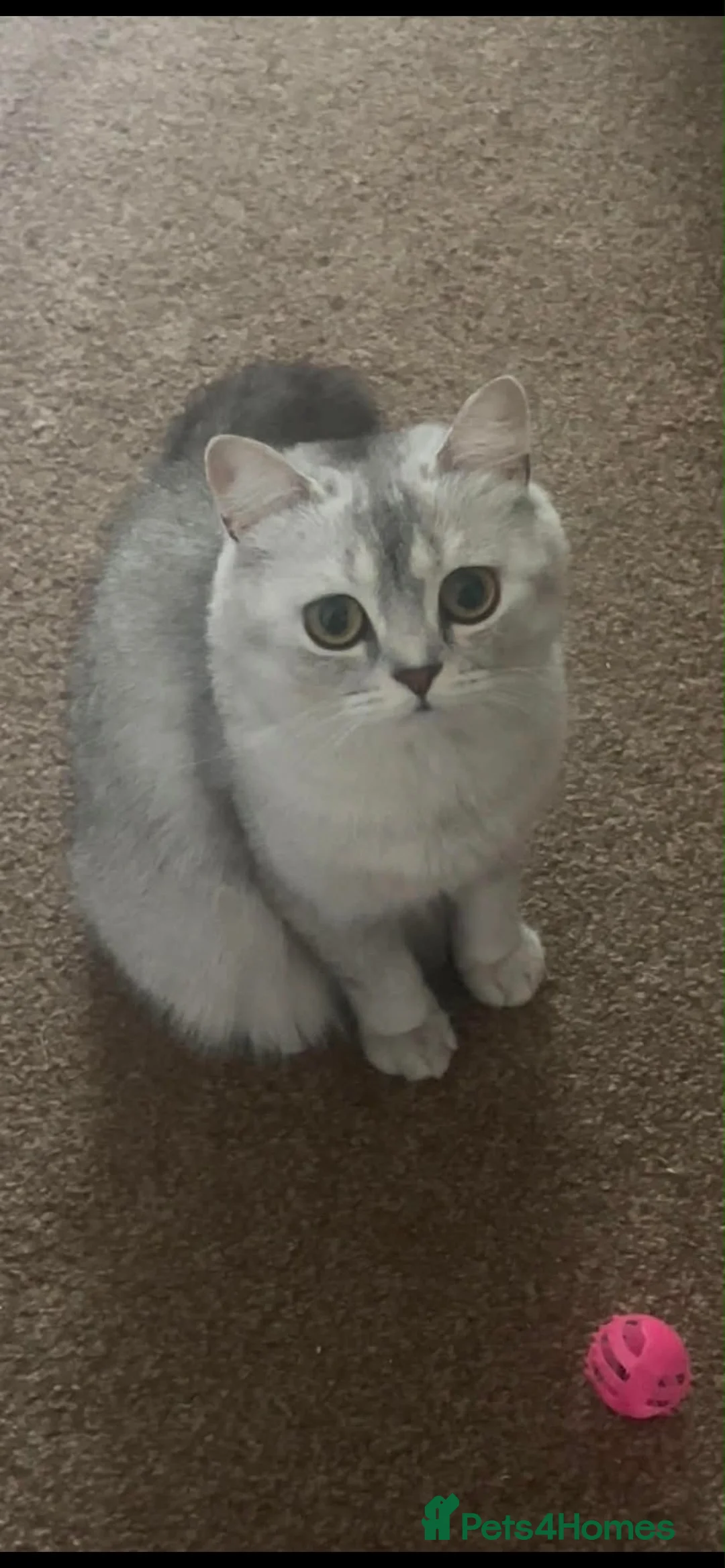 British Shorthair cats for sale: Beautiful bsh kittens looking for forever homes  - Advert 1