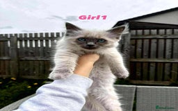 Ragdoll cats for sale: Ragdoll Kittens - Image 15