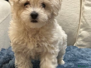 Maltipoo dogs - Advert 4