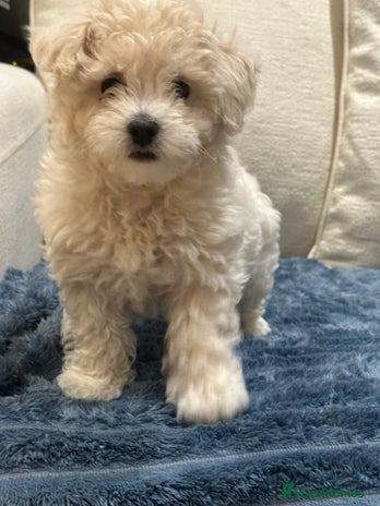 Maltipoo dogs - Advert 1