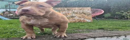 American Bully dogs for sale: Real American Pocket Bully’s  - Advert 4