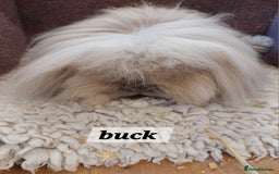 Mini Lion Lop rabbits for sale: Pure bred Dm mini lionlop buck  - Image 1