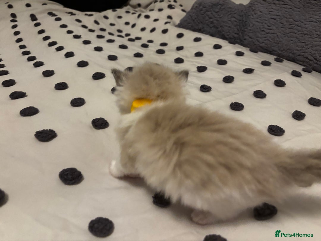 Ragdoll cats for sale: Ragdoll kittens  - Image 13