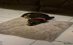 Mixed Breed dogs for sale: Doberman female x puppy - Image 7
