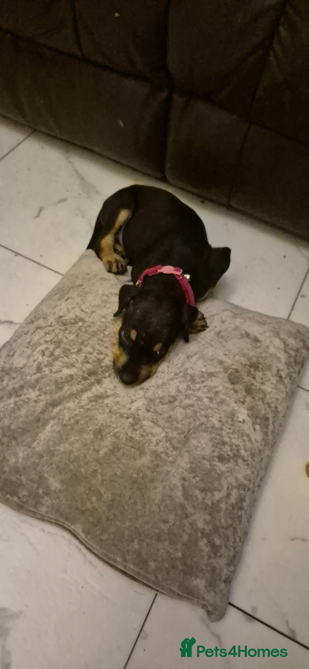 Mixed Breed dogs for sale: Doberman female x puppy - Image 7