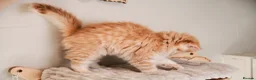 British Longhair cats for sale: VET BRED LAP CAT GCCF KITTENS NOW + WAITLIST - Advert 11