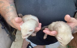 Ferret rodents for sale: Hobs for sale  - Image 4