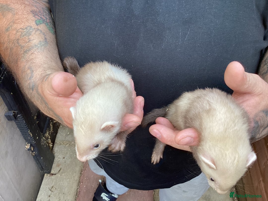 Ferret rodents for sale: Hobs for sale  - Image 4