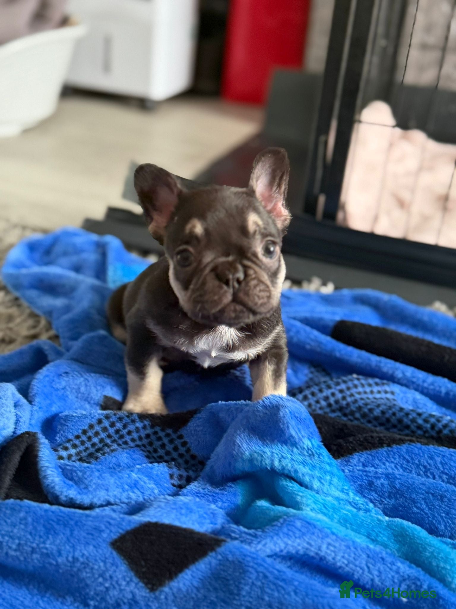 French Bulldog dogs Beautiful French bulldog puppies  - Advert 1