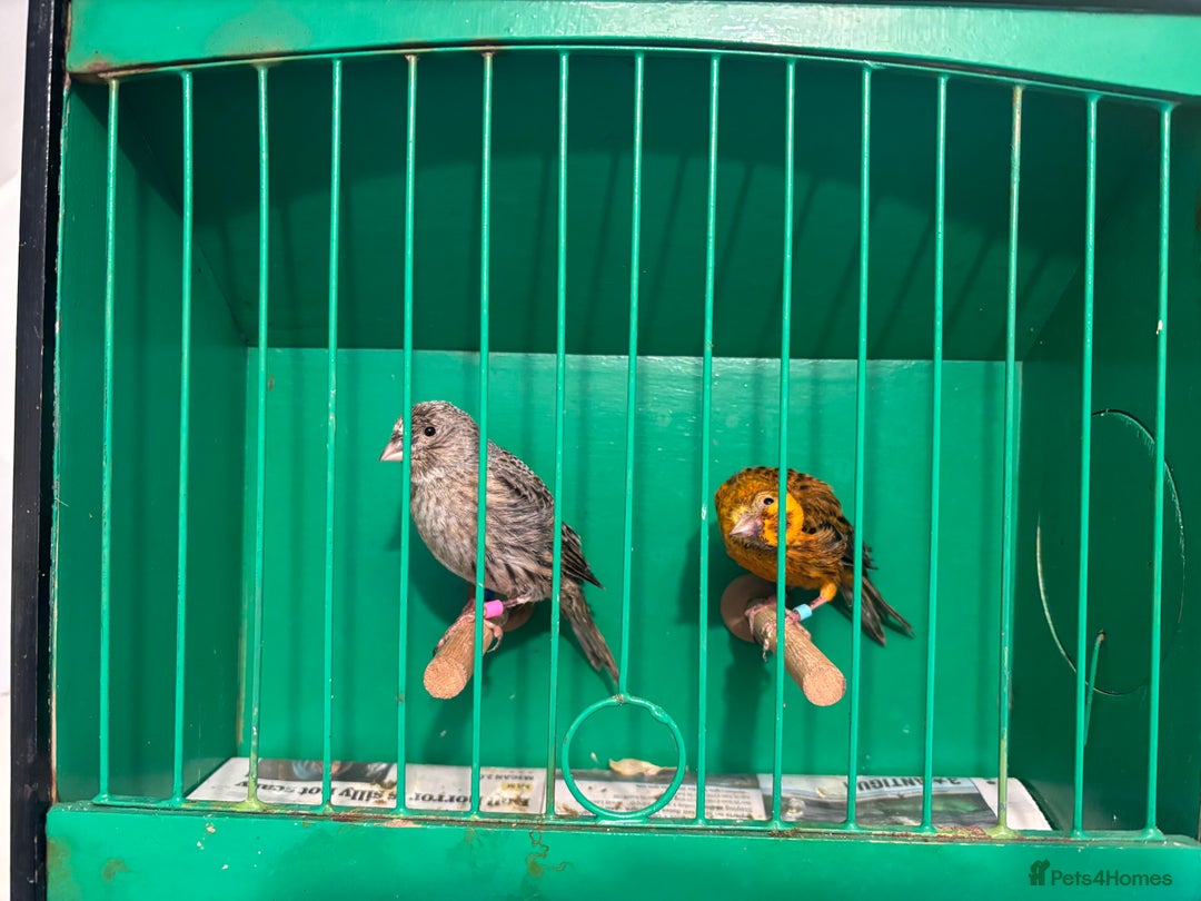 Canaries birds for sale: Lizard canaries  - Advert 4