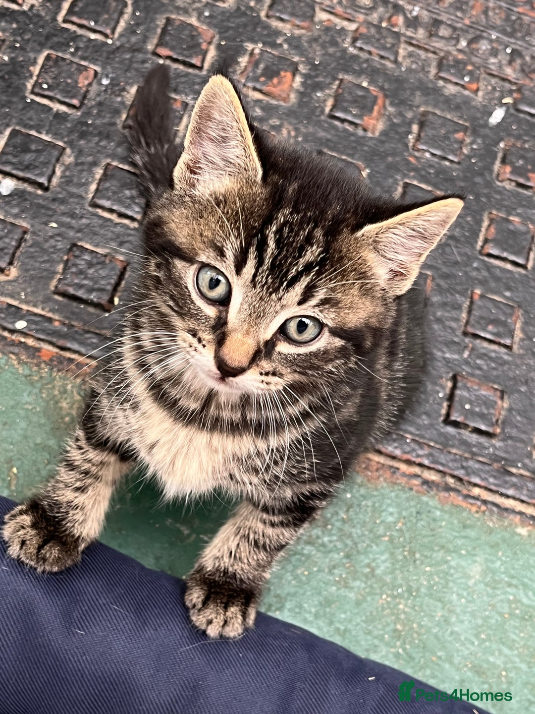 Mixed Breed cats for sale: Kittens available  - Image 1