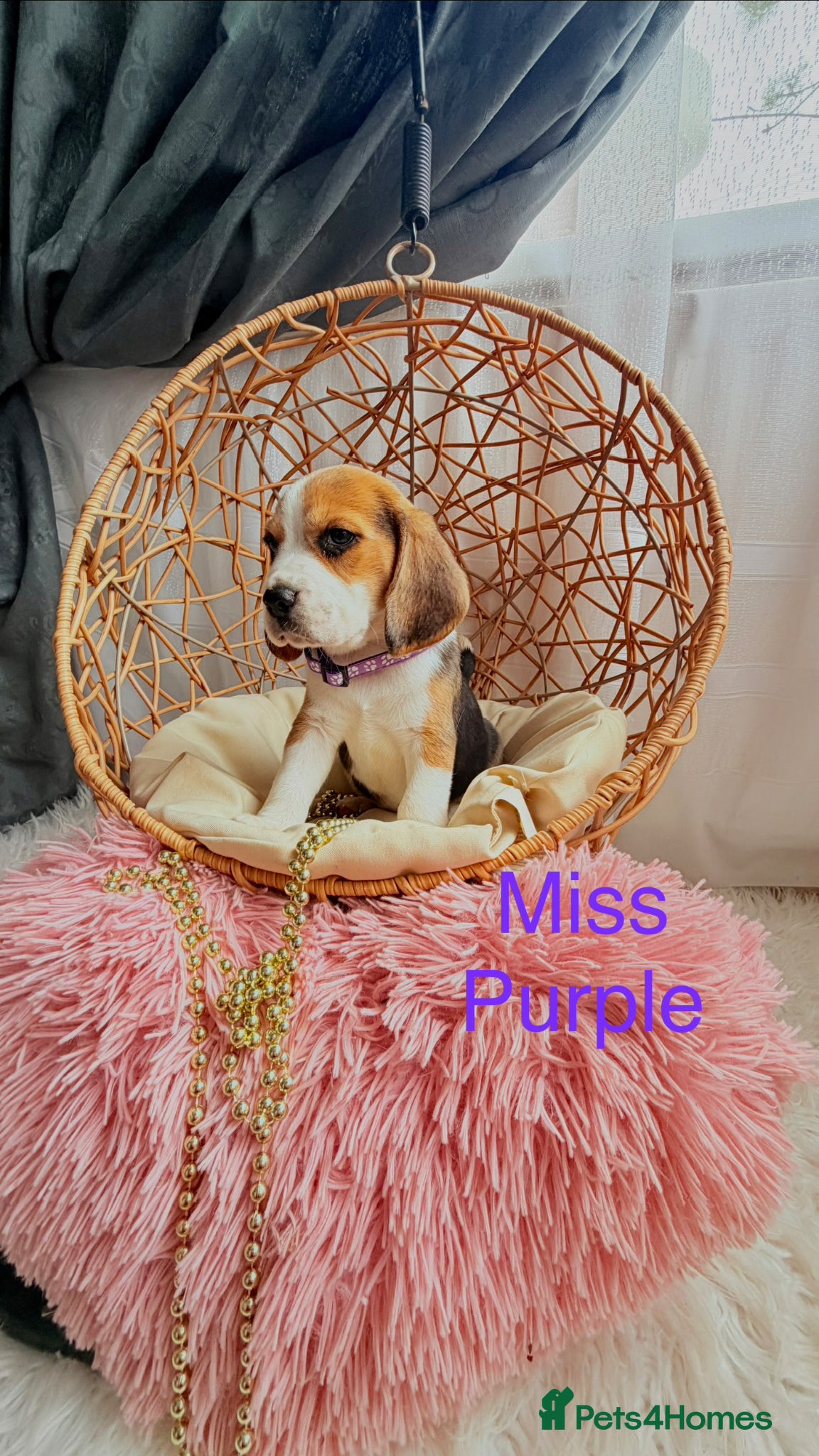 Beagle dogs for sale: 💞BEAUTIFUL BEAGLE PUPPIES 💞 - Advert 21
