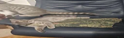 Bengal cats for sale: Stunning Snow Lynx Female Bengal  in Reading - Advert 3