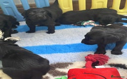 Mixed Breed dogs for sale: ** Spangold Retrievers ** - Image 12