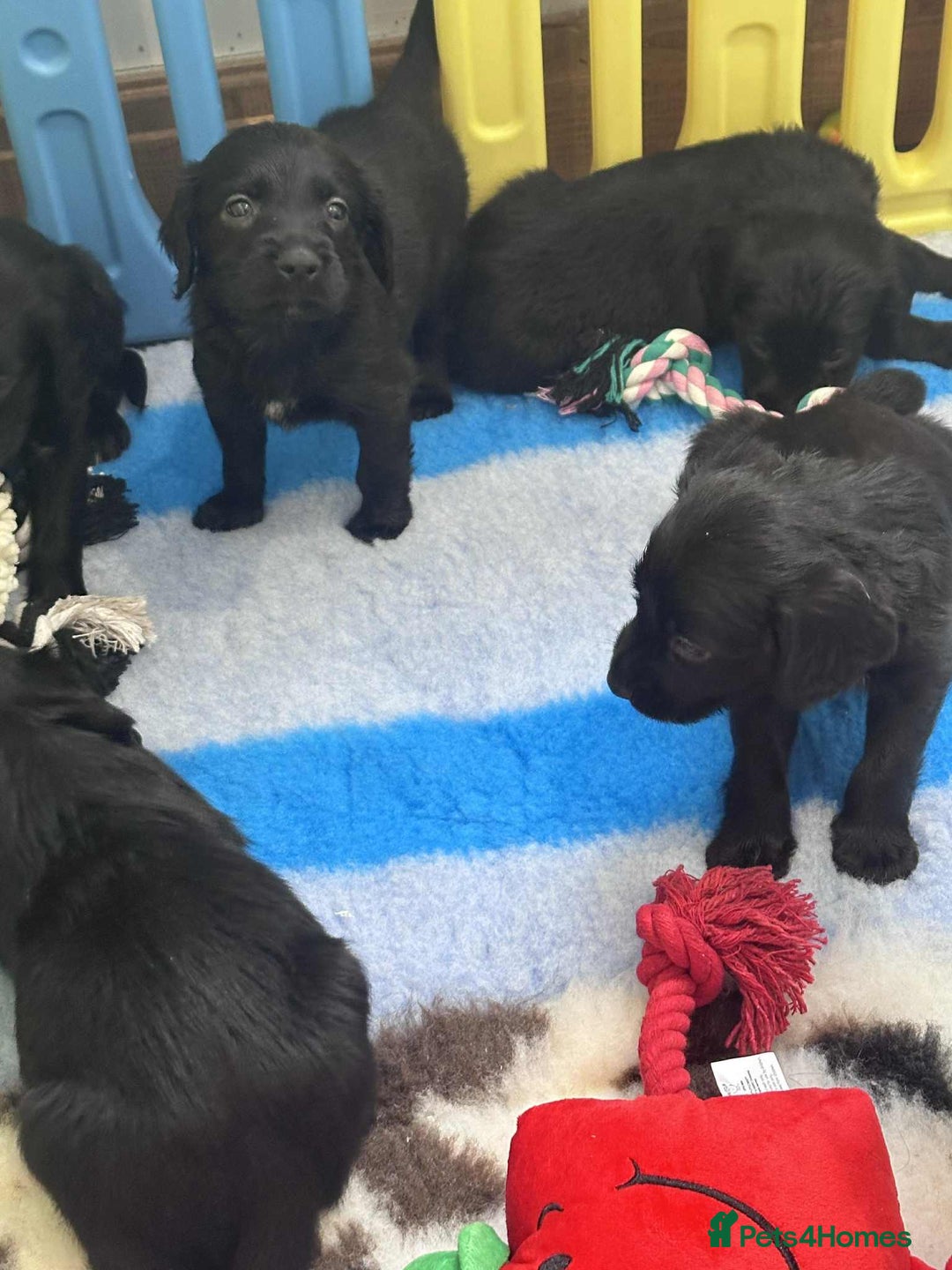 Mixed Breed dogs for sale: ** Spangold Retrievers ** - Image 12