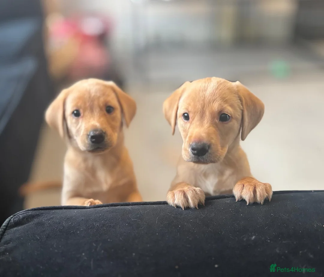 Labrador Retriever dogs for sale: Labrador pups  - Advert 2