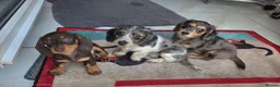 Miniature Dachshund dogs for sale: Miniature Dachshund - Advert 2